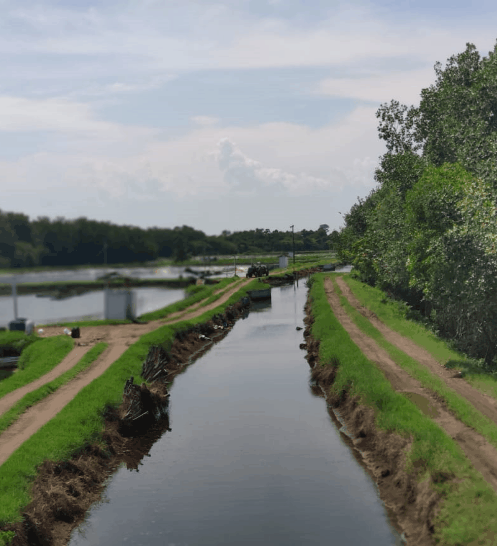 Camarones_sin_pelar_Bubba_Guatemala_productor_El_Paredón_Escuintla-4@2x