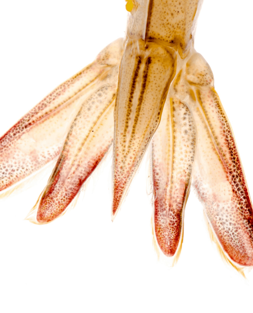 Cola de camarón sin pelar bubba para exportación